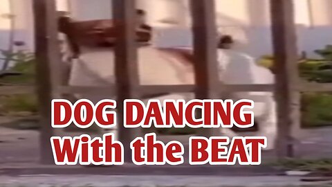 DOG Dancing with the BEAT