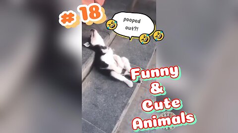 Funniest Animal Video 😘 2024 🤭 You LAUGH 😹😹😹 You LOSE #18