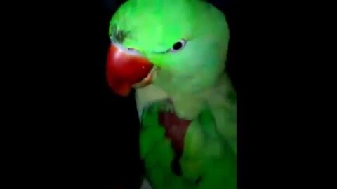 Talking parrot in urdu / hindi