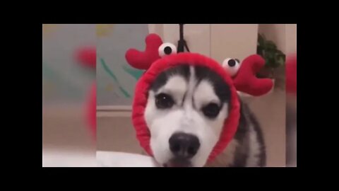 Very cute FUNNY dogs