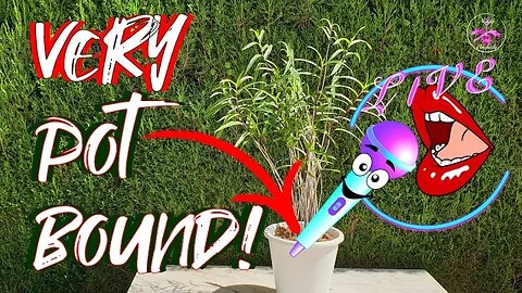 🎤Repotting a VERY pot bound 🪴🔨Epidendrum schweinfurthianum 🤪 Care & Orchid Q&A #ninjaorchids