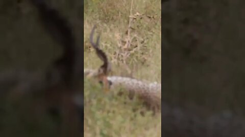 Watch a Leopard Take Down an Impala! #leopard #wild animals #africa