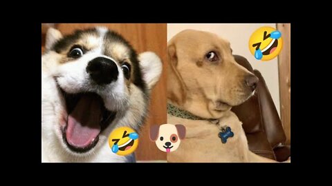 funny🤣dog🐶video🤣try not🐕to😍lough #funny dog video compilation