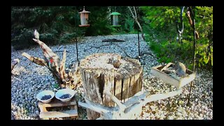 A Female Red-bellied Woodpecker Comes for a Long Morning Visit