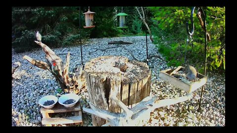 A Female Red-bellied Woodpecker Comes for a Long Morning Visit