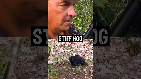 Airgun STUNS Hog! #shorts