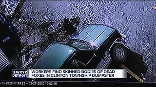 Police searching for man who left dead, skinned foxes in Clinton Township dumpster