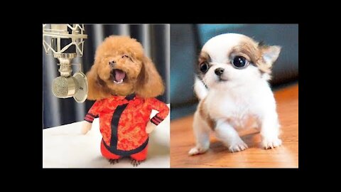 Smart Dogs and Cutest Puppies Compilation # 1 | Cute Buddy