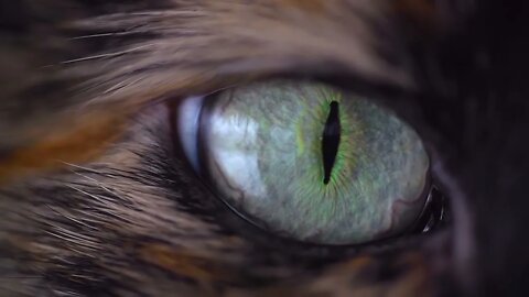 Beachfront B Roll Cat Eye Extreme Close Up Free to Use HD Stock Video Footage