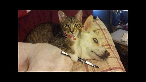 Funniest Animals 2023 😂😂 Best Cats and Dogs Videos 🐶😸 Part 2