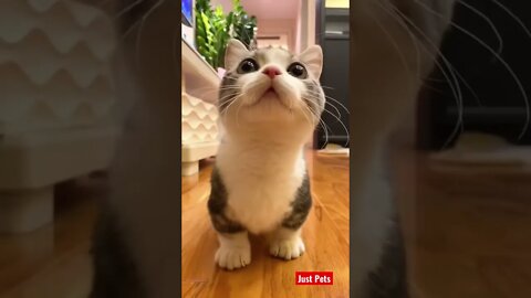 Hide and seek #cute #tiktok #funnyanimals #cat