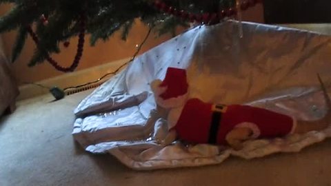 Bearded Dragon models homemade Santa Claus outfit