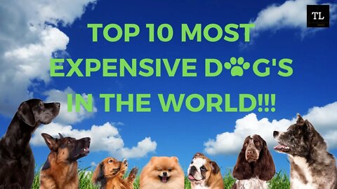 Top 10 Most Expensive Dogs in The World in 2022