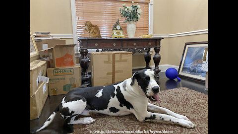 Funny Cat Shows Great Dane How To Have Fun Flossing With Blinds