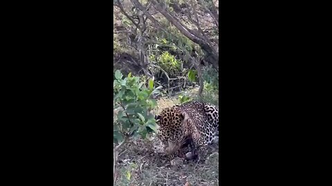 Leopard Fights off Hyena