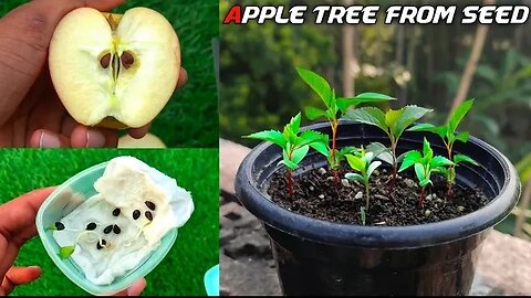 How To Grow Apple Tree From Seed Easily At Home | Growing Apple Tree Form Seed.