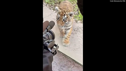 Tiger Cubs With 'Brave' Names Seen Exploring New Habitat At The Minnesota Zoo