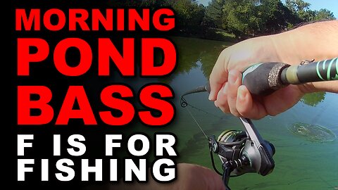 Morning Pond Bass