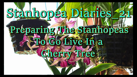 Stanhopea Diaries_2021 / Kids Go Away to Spend Summer in a Cherry Tree /