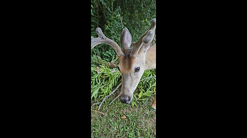 Petting a wild deer! #buck #deer