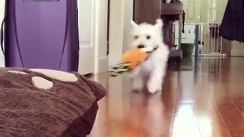 Small white dog with carrot charges his bed