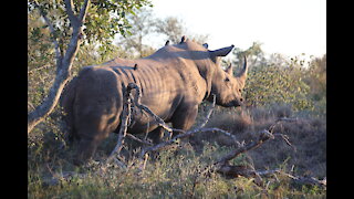 Kruger National Park