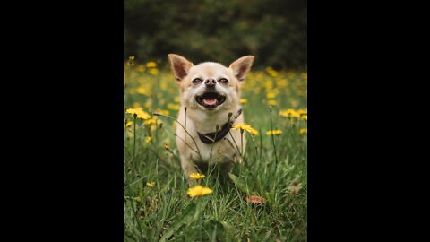 Cute Dog Playing With Chicken || Animal lover..