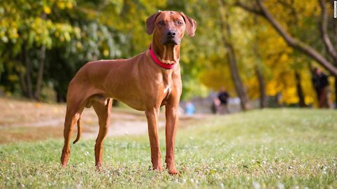 How to teach any dog to stop pulling and walk nicely on a loose leash!