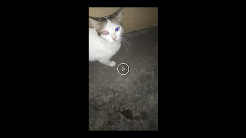 Blue eyes pets change colour night