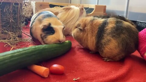 Guinea pigs explore home and eating a snack