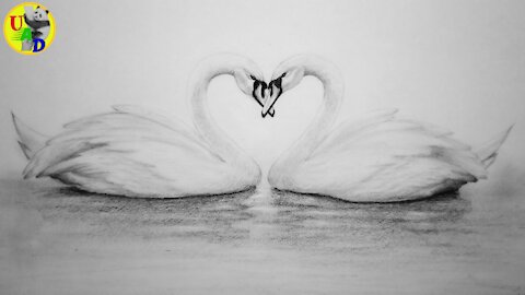 Love Birds/Swan Drawing