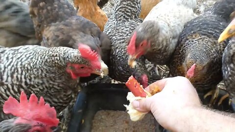 Chili Cheese Dog Eatin' Chickens!