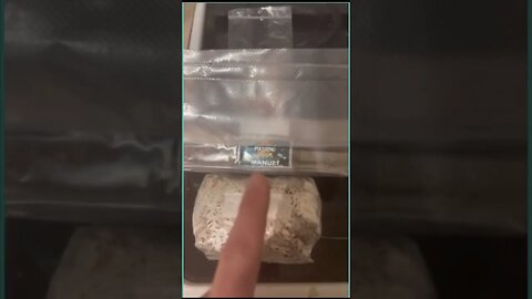 Do it Your Damn Self Grow Kit! Fastest way to grow Mushrooms! (Start to Finish)