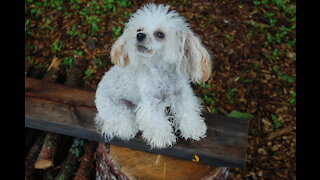 Toy Poodles, Peanut & Popcorn vs Rooster