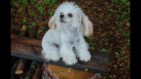 Toy Poodles, Peanut & Popcorn vs Rooster