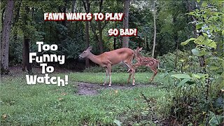 Fawn wants to play so bad it's begging mom!