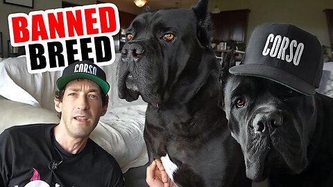 Cane Corso BANNED Dog Breeds #canecorso #dog