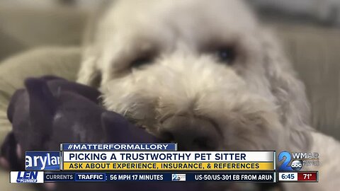 Pet sitter horror stories & how to find a trustworthy walker