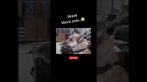 Best ever Dog voice over #hilarious #tiktok #cute #funnyanimals #funnyvideos #viral