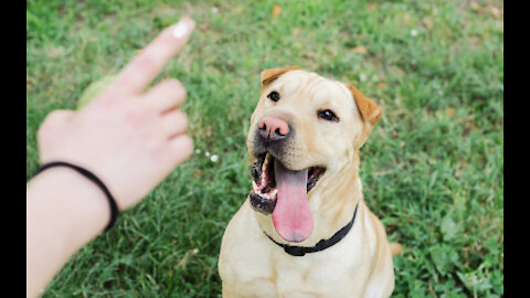 Extremely Reactive Pitbull Dog Training