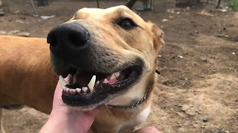 Mr Smiles our happy dog Slinky ❤️