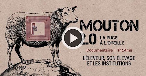 Mouton 2.0 - La puce à l'oreille