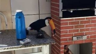 Tucano é flagrado roubando cigarro dentro de casa