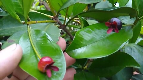 frutíferas produzindo em vaso a partir de 20,00 reais