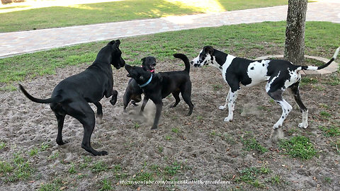 Great Dane and Puppy Have Fun Kicking up Dirt with Dog Friends