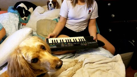 Labradoodle keyboard