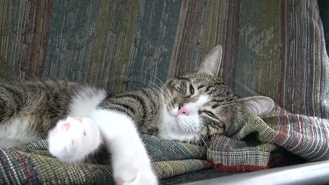 Tabby Cat Hid under the Table