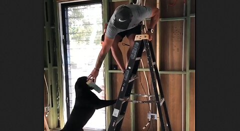 Man's Best Friend Helping on the Job Site