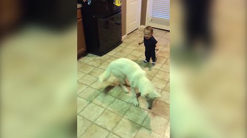 "A Dog Chases A Laser Beam on The Floor and Makes Baby Laugh"