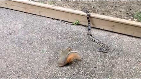 Fearless squirrel sizes up snake!